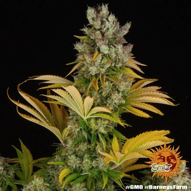 GMO (Garlic Cookies) — 5
