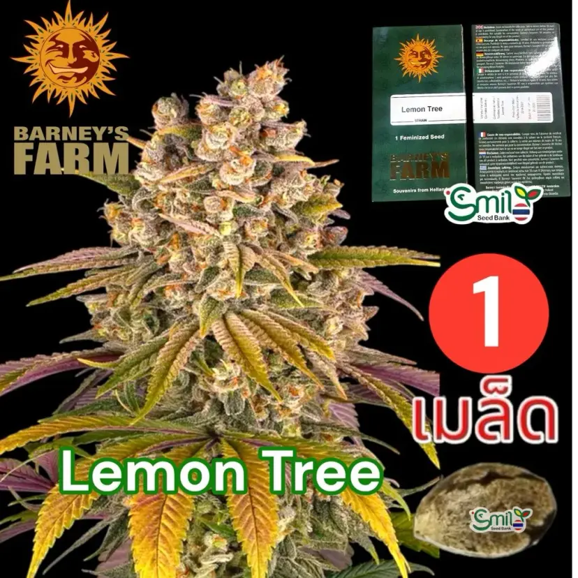 Lemon Tree — 1