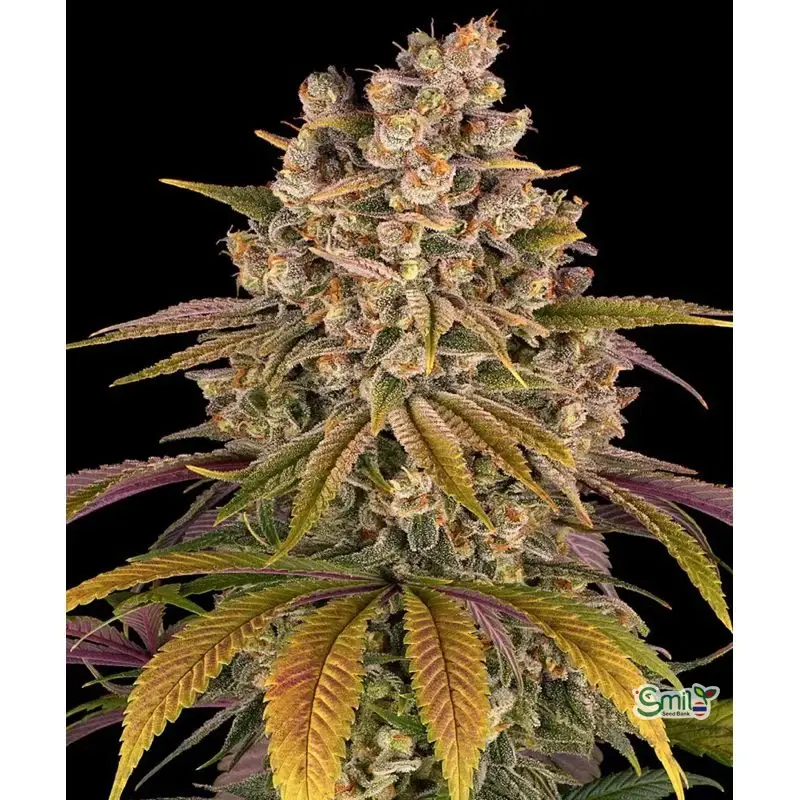 Lemon Tree — 2