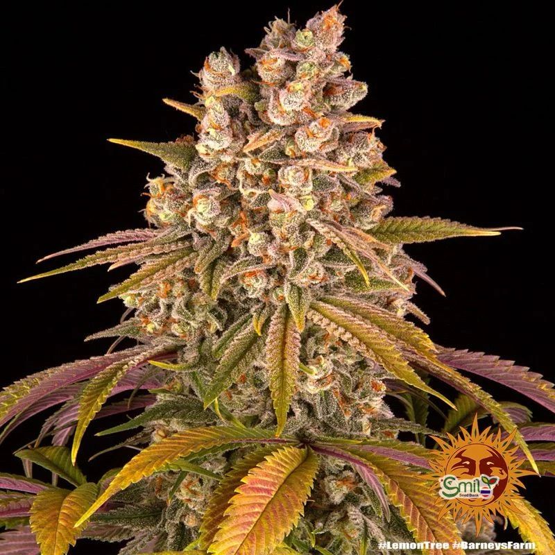 Lemon Tree — 4