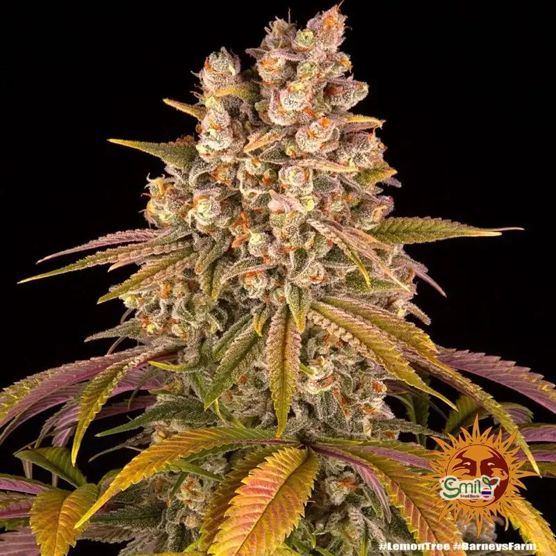 Lemon Tree — 4