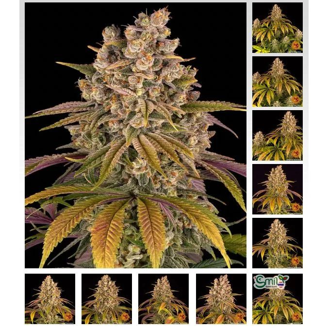Lemon Tree — 5