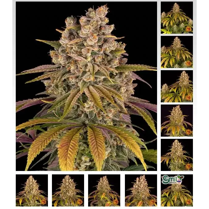 Lemon Tree — 5