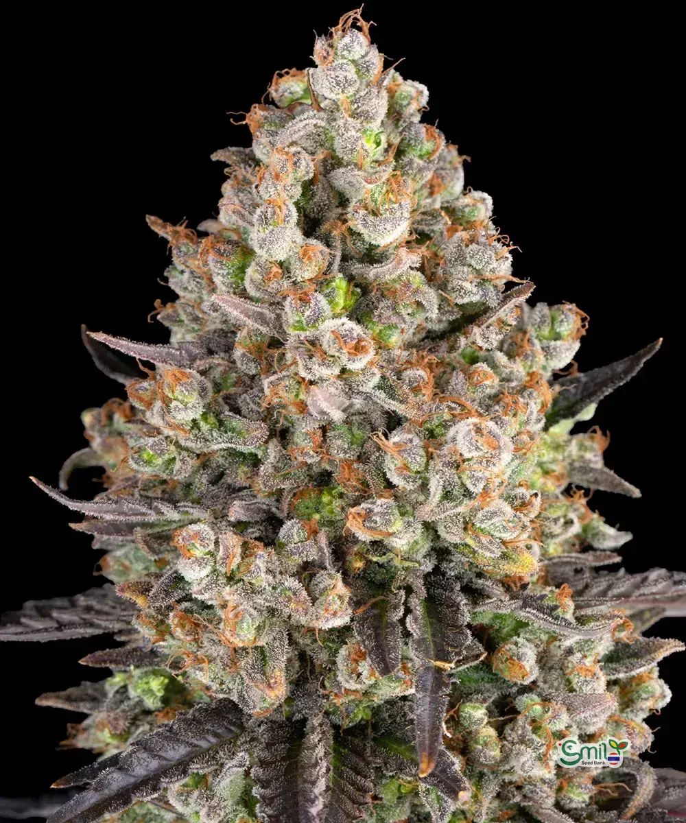 OG Kush