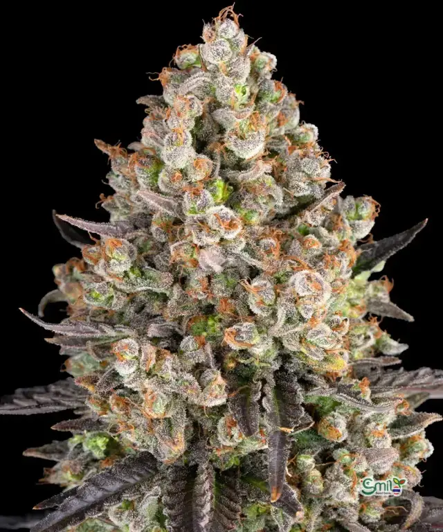 OG Kush — 1