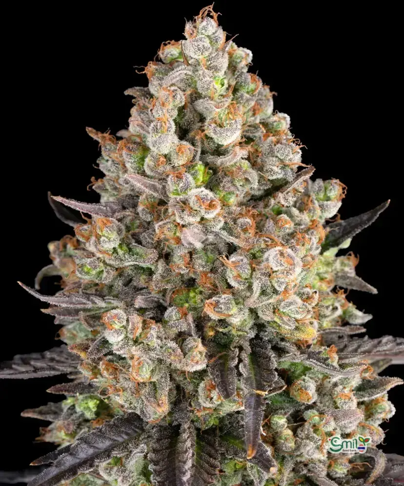 OG Kush — 1