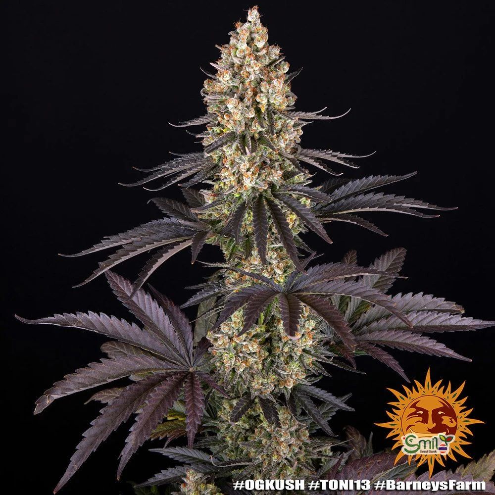 OG Kush — 2