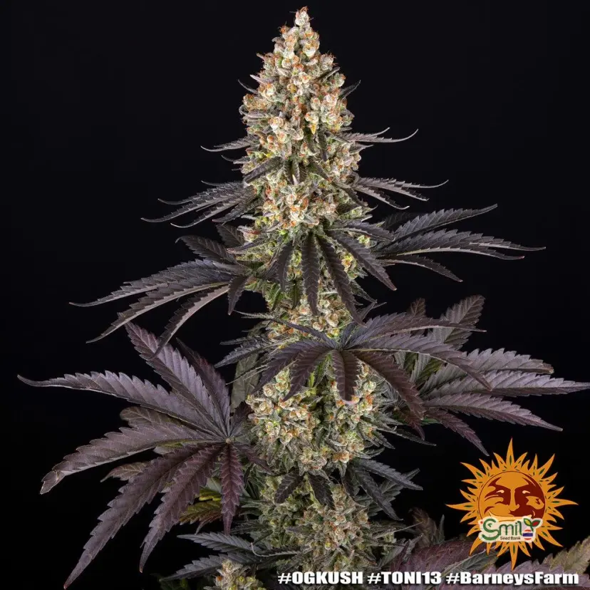 OG Kush — 2