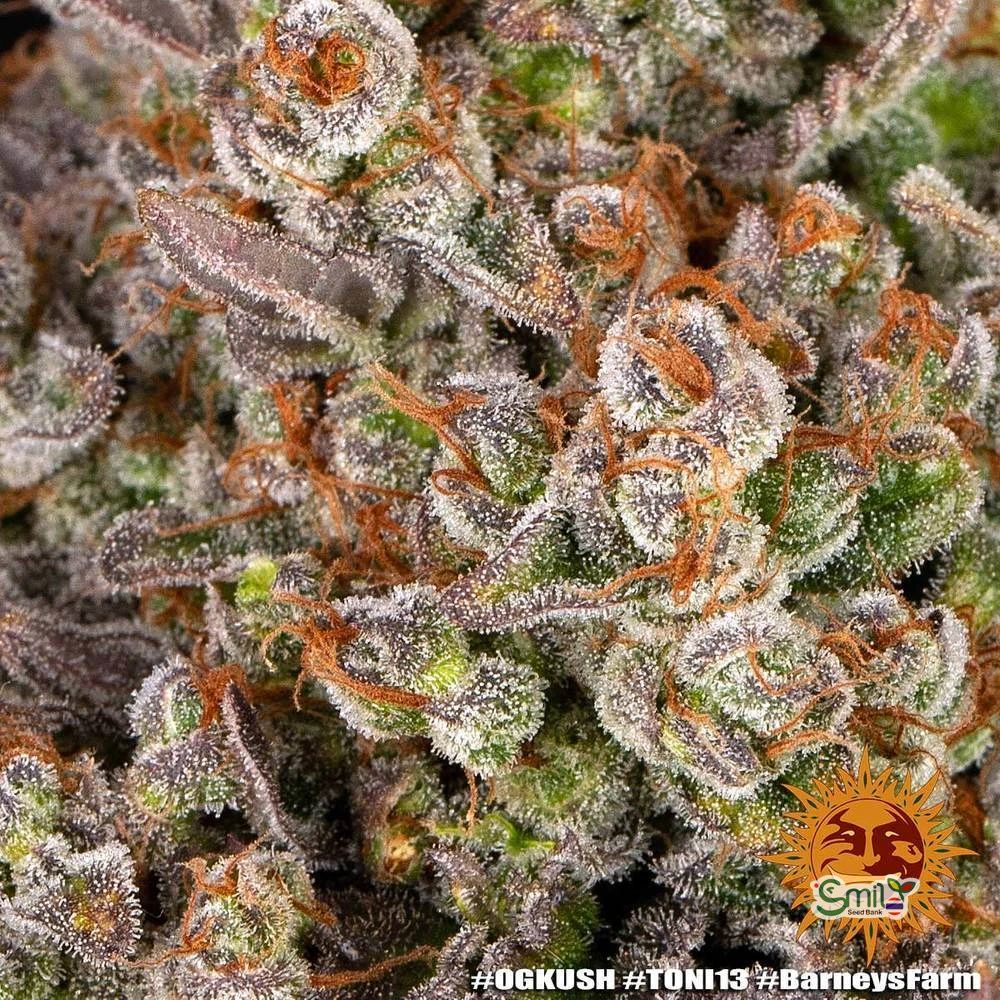 OG Kush — 3