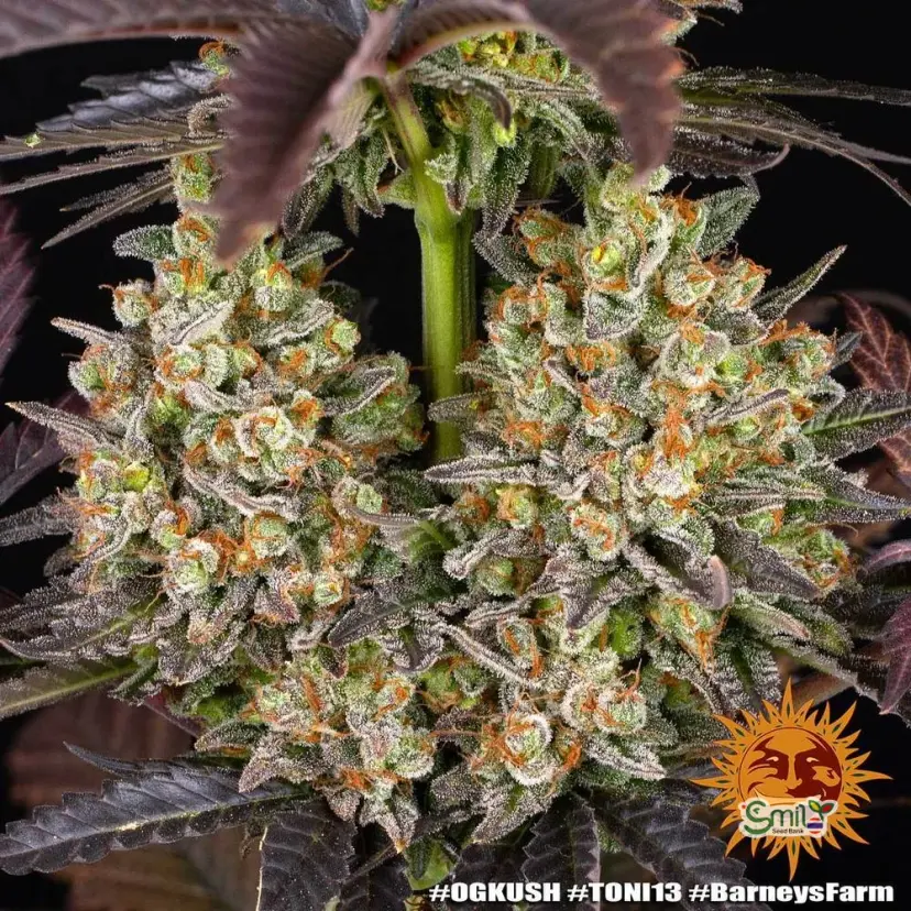 OG Kush — 4