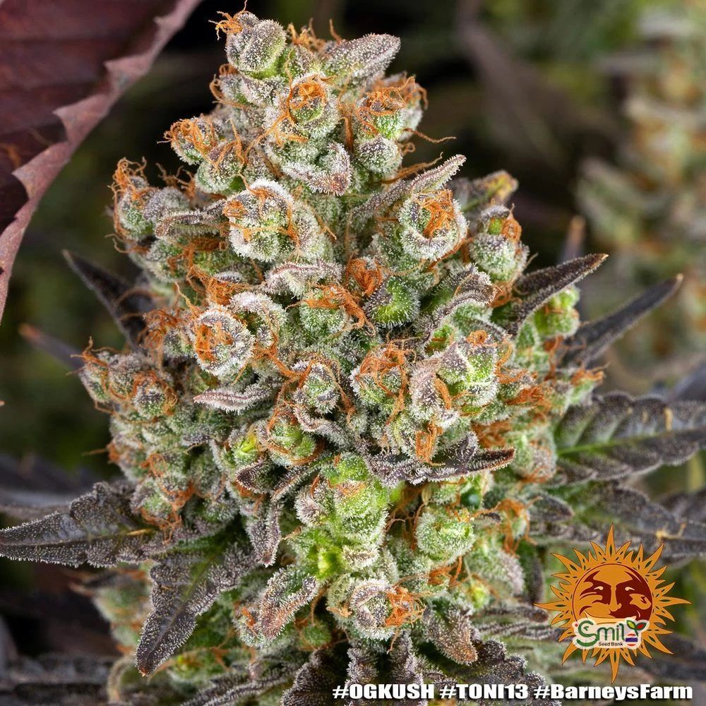 OG Kush — 5