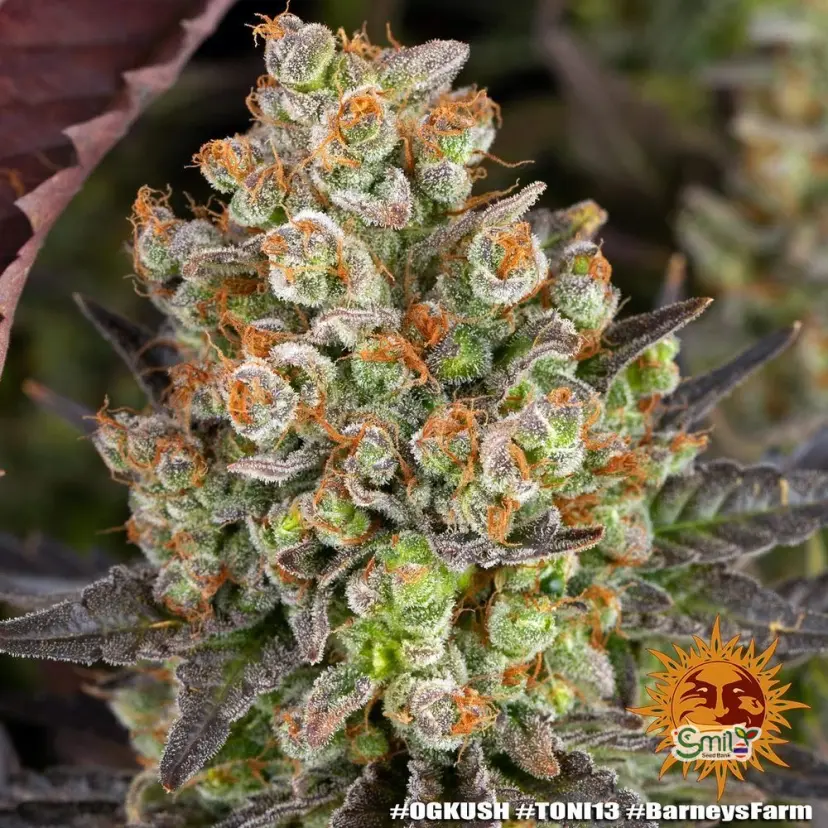 OG Kush — 5
