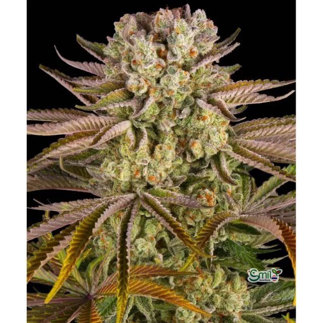 Pineapple Express — 2
