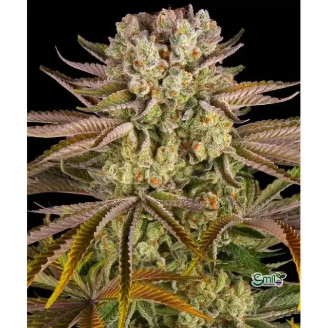 Pineapple Express — 2
