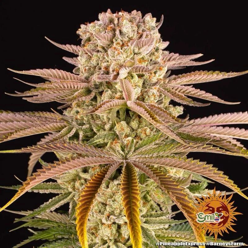 Pineapple Express — 3