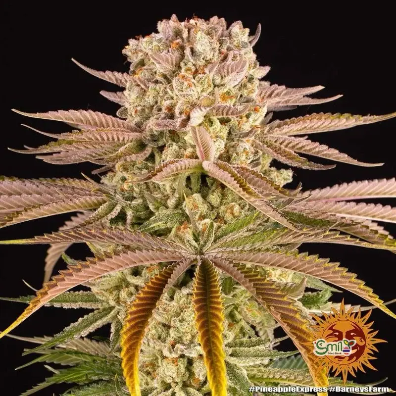 Pineapple Express — 3