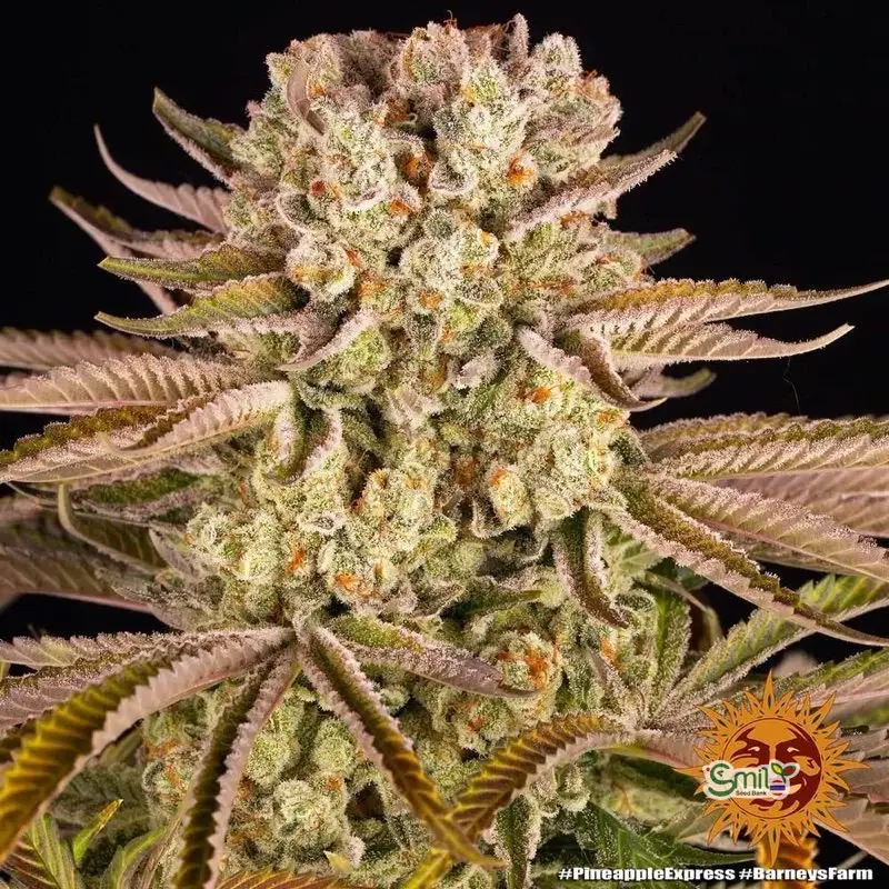 Pineapple Express — 4