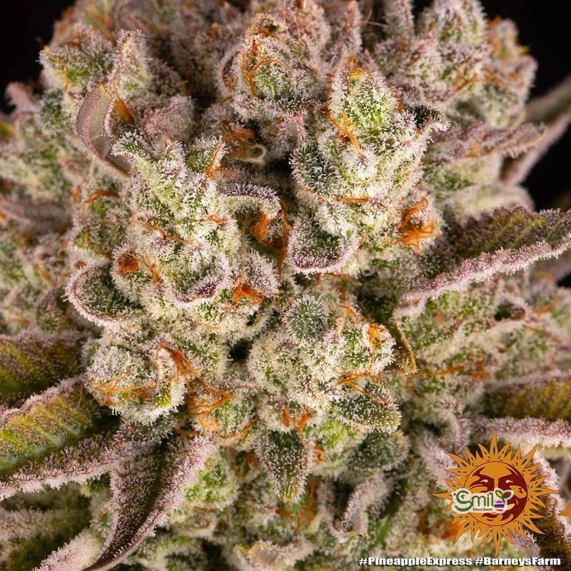 Pineapple Express — 5