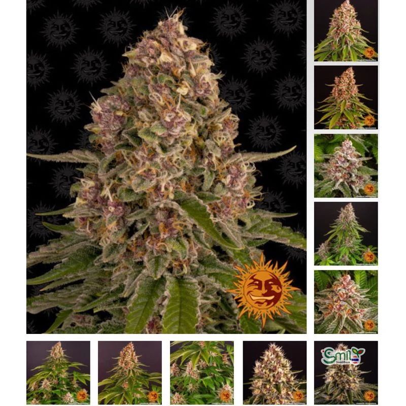 Pink Kush — 2