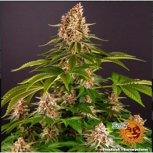 Pink Kush — 3