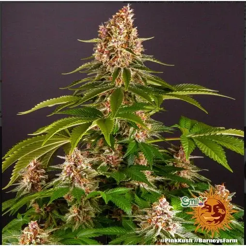 Pink Kush — 3