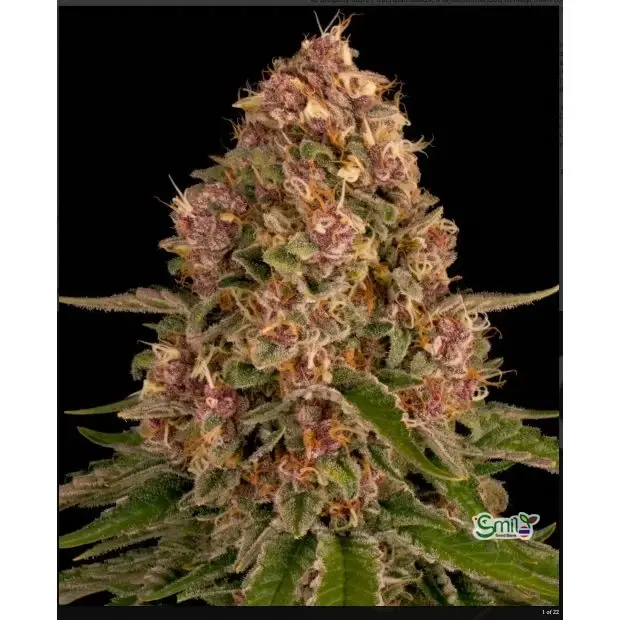 Pink Kush — 4
