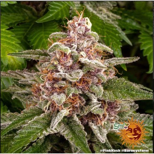 Pink Kush — 5