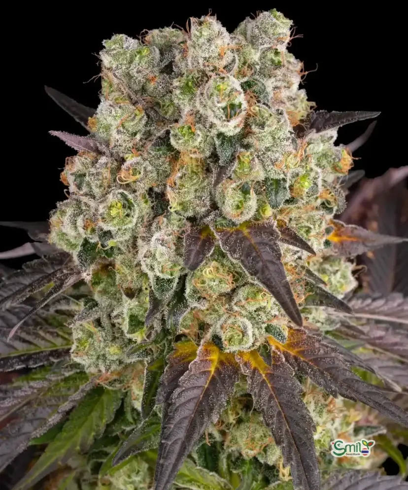 Purple Punch x Lemon Drizzle — 2