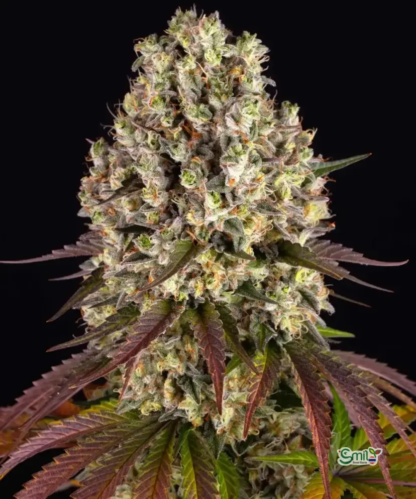 Sour Diesel — 2