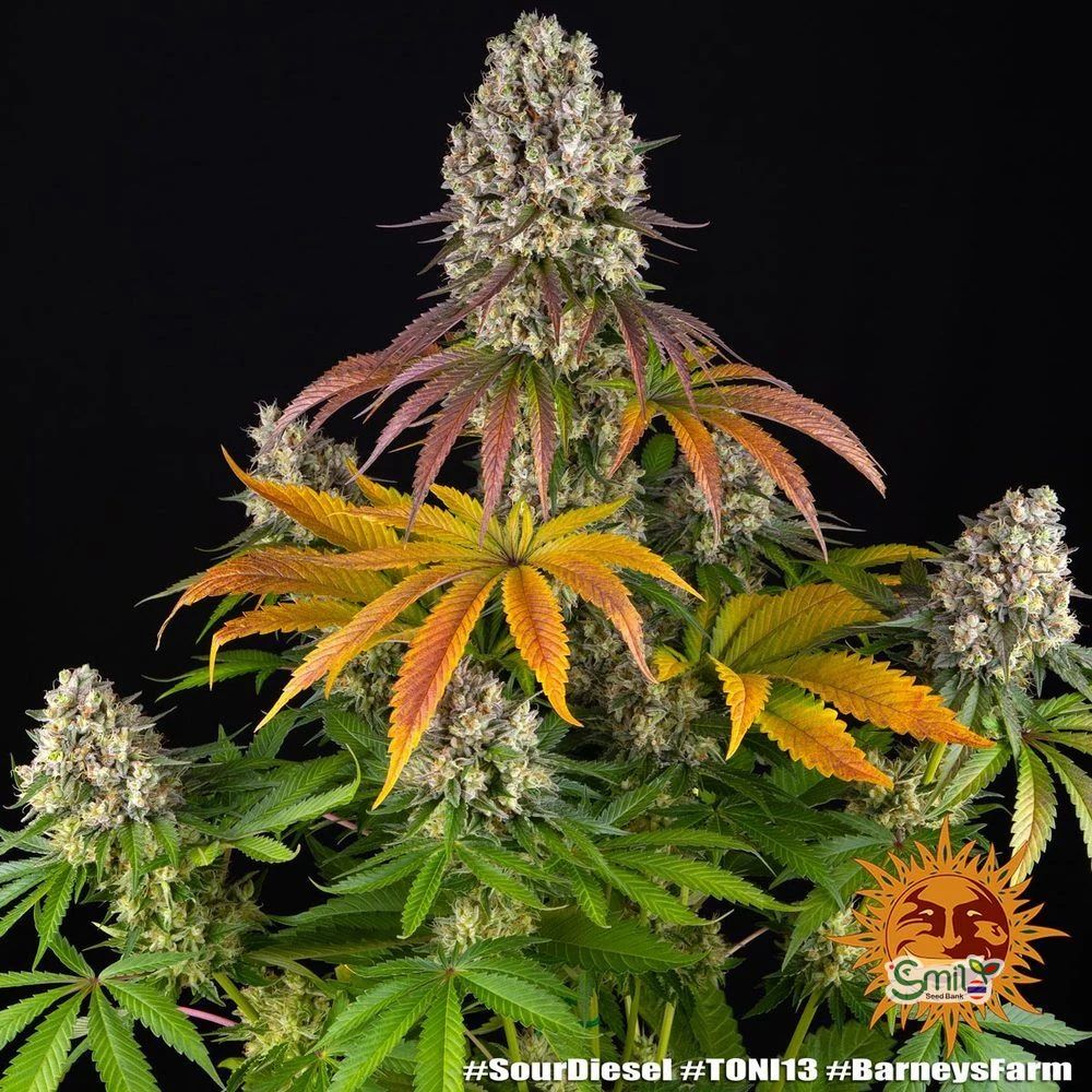Sour Diesel — 3
