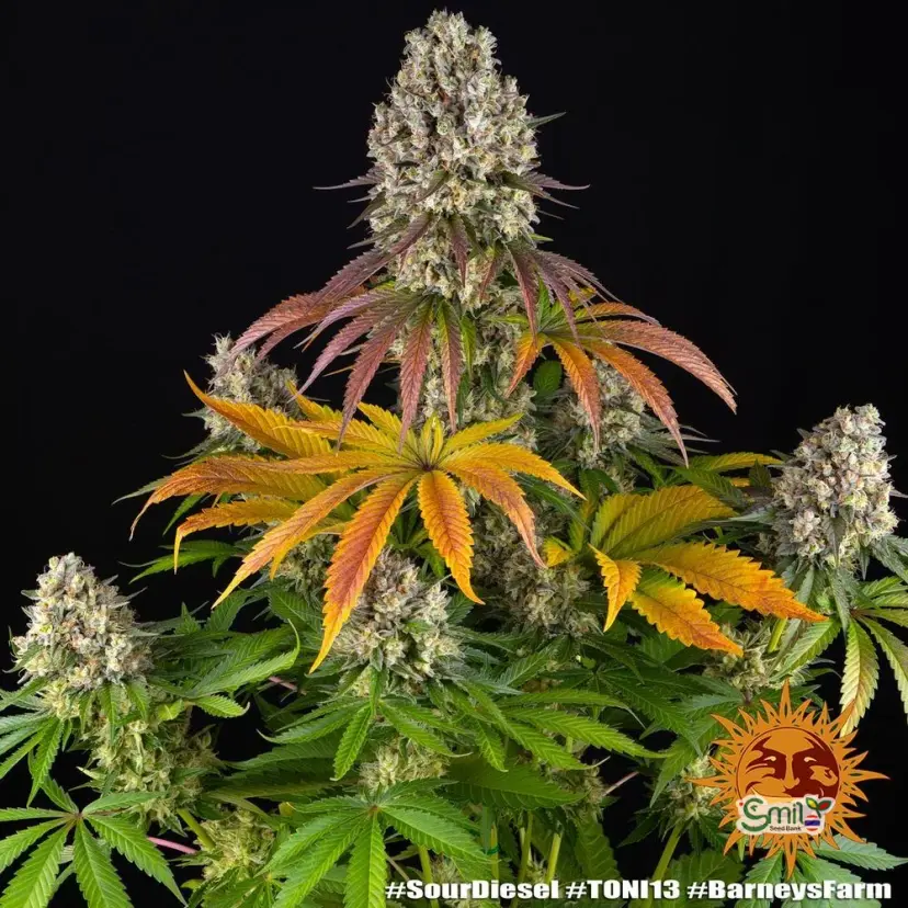 Sour Diesel — 3
