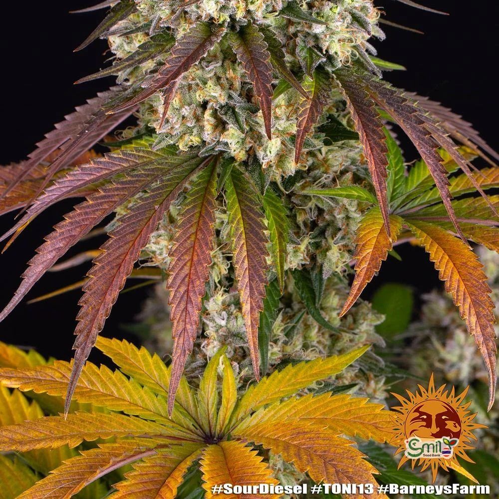 Sour Diesel — 4
