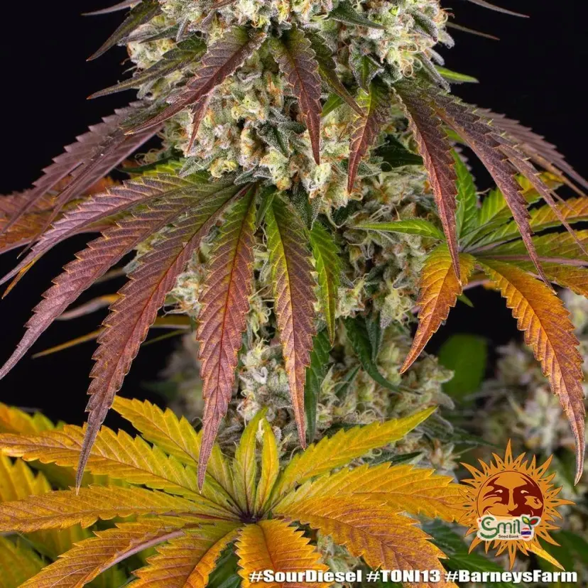 Sour Diesel — 4