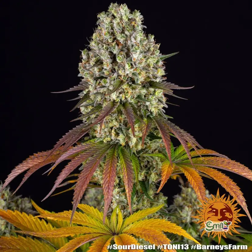 Sour Diesel — 5