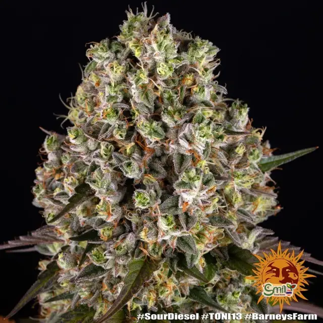 Sour Diesel — 1