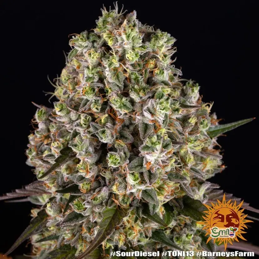 Sour Diesel — 1