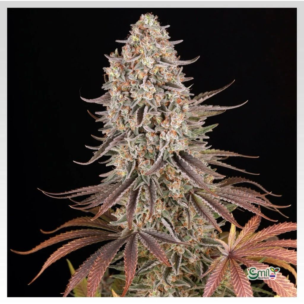 Sour Strawberry — 2