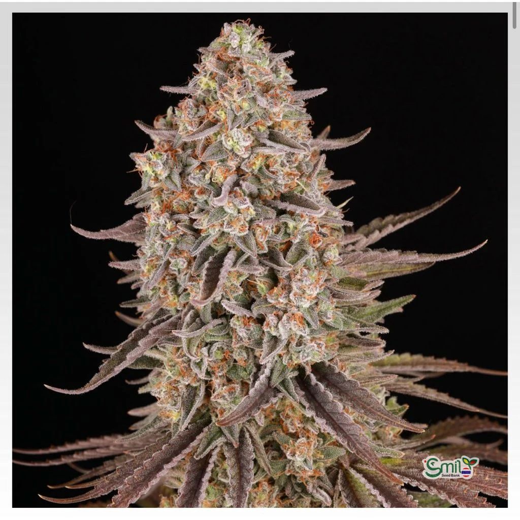 Sour Strawberry — 3