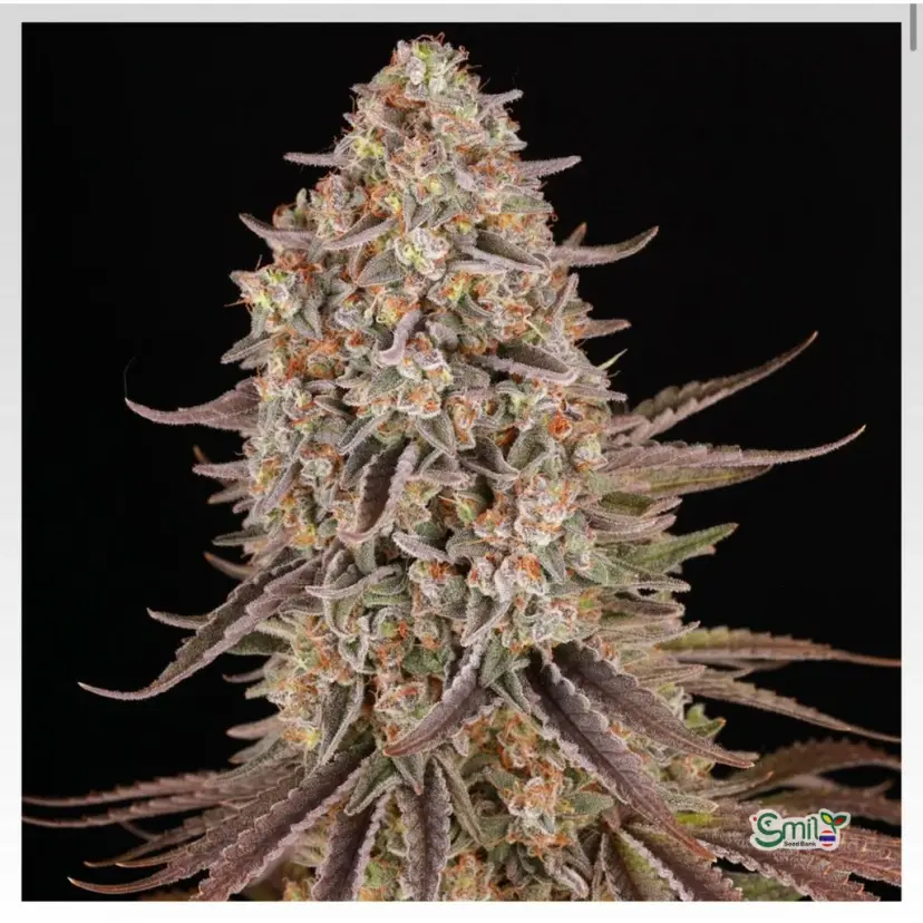 Sour Strawberry — 3