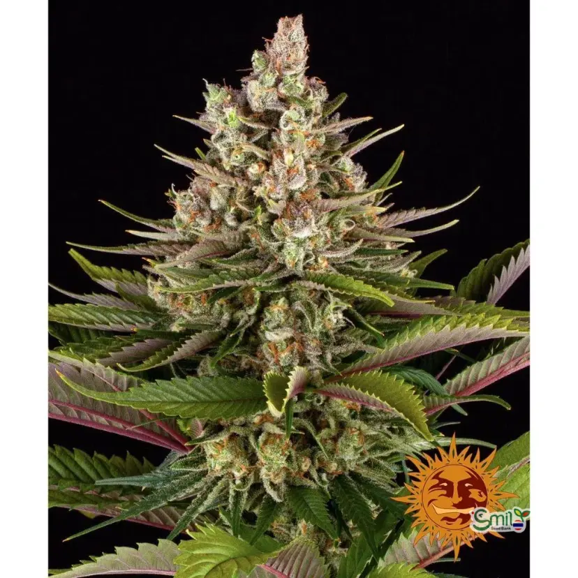 Sour Strawberry — 4