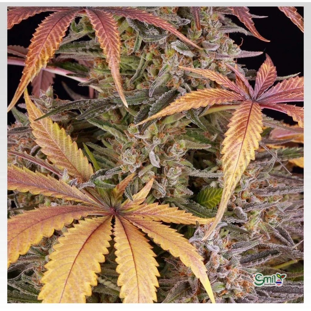 Sour Strawberry — 5