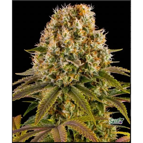 Strawberry Lemonade — 3
