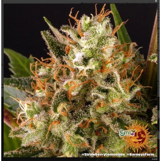 Strawberry Lemonade — 4