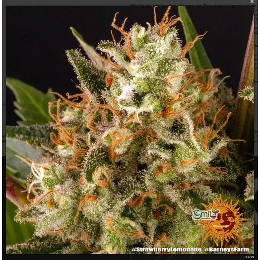 Strawberry Lemonade — 4