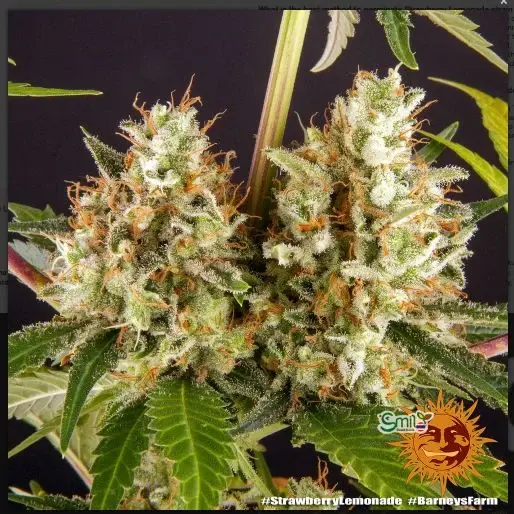 Strawberry Lemonade — 5