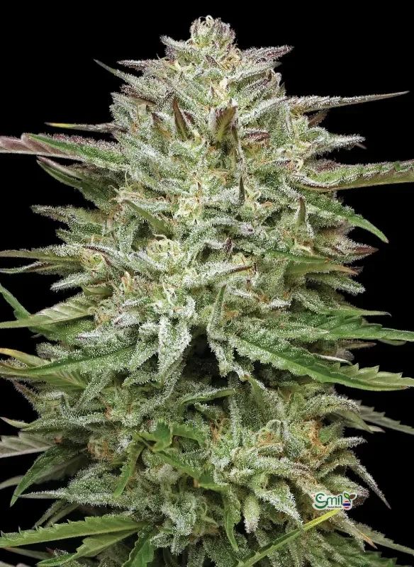 Pound Town Autoflower — 3