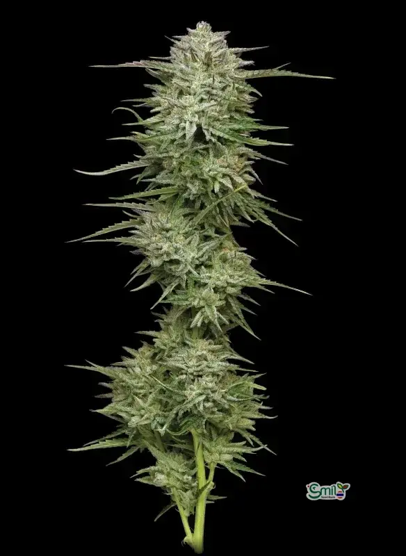 Pound Town Autoflower — 4