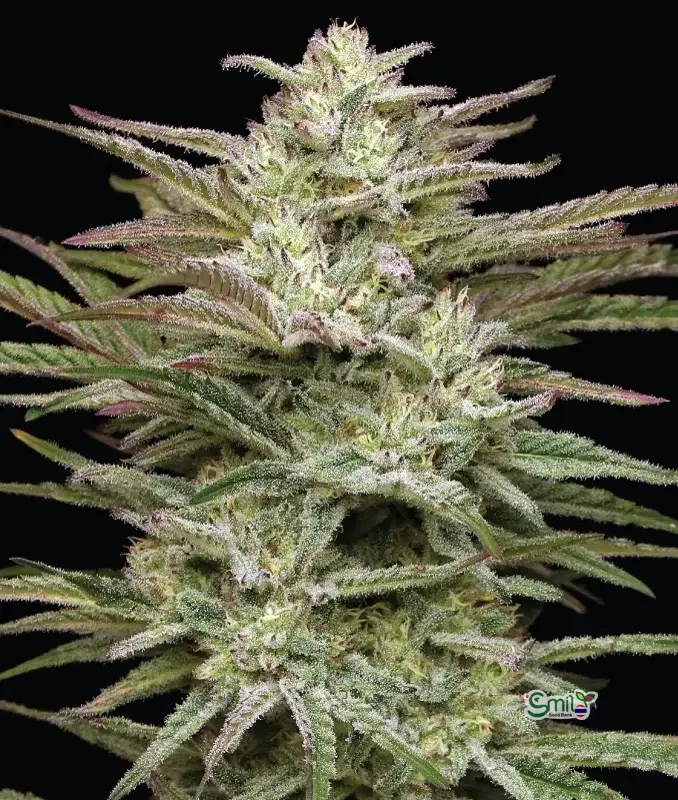 Jelly Donutz Autoflower — 3