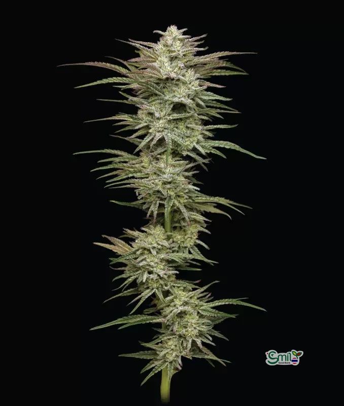 Jelly Donutz Autoflower — 4