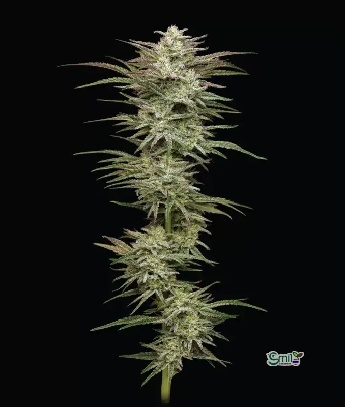 Jelly Donutz Autoflower — 4